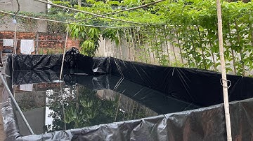 NUÔI ỐC BẰNG NƯỚC MÁY SINH HOẠT Ở TRÀ VINH - TRẠI ỐC VĂN HẢI