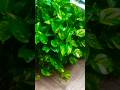 Balcony view of my garden/ money plant #music #song #trending #freshsong #cutesong #hitsongs#garden