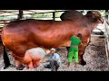 Biggest Brahman Cows Every Breed In The World || Brahman Bull