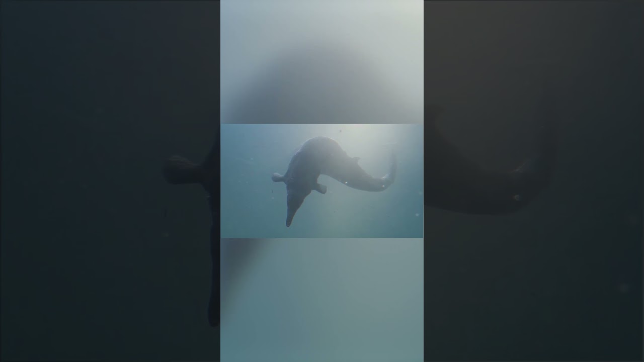 Basilosaurus Discovery! Ancient Sea Predator EXPLAINED 🌊 