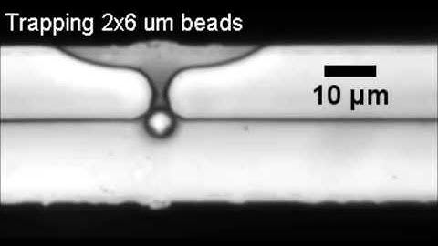 Time-lapse electrical impedance spectroscopy for monitoring the cell cycle of single immobilized