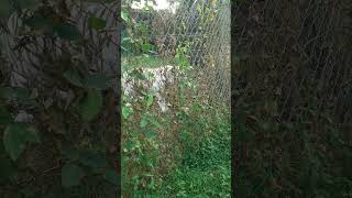 Electric Fence Vs Tiger