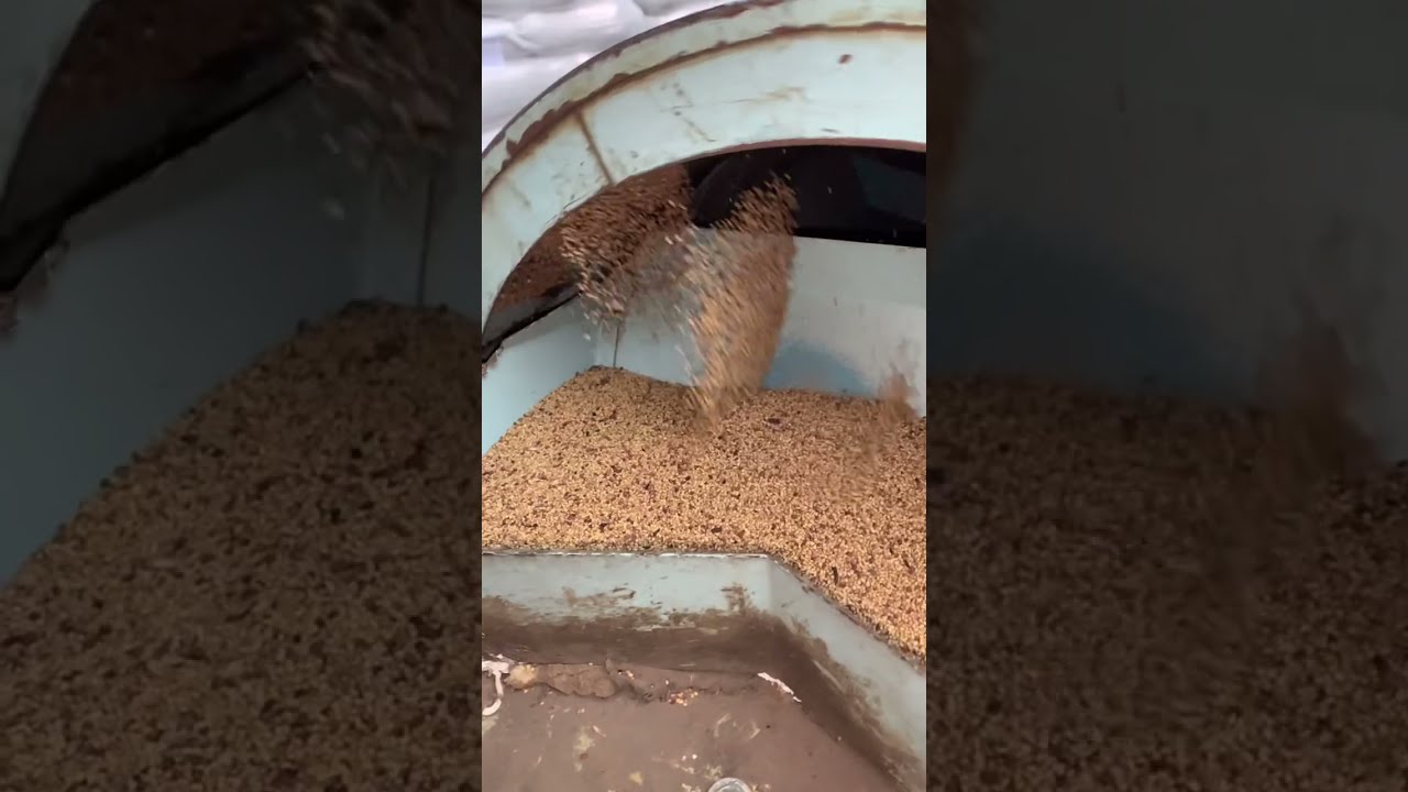 Red Clover Cleaning- PETKUS GIGANT#agriculture