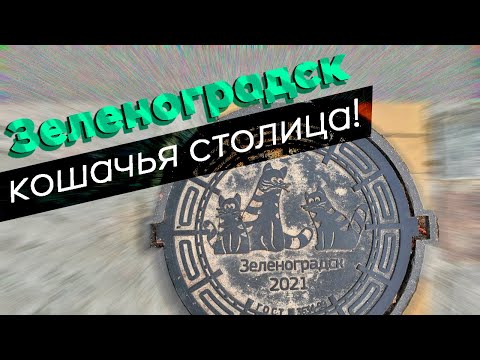 Зеленоградск - кошачья столица!