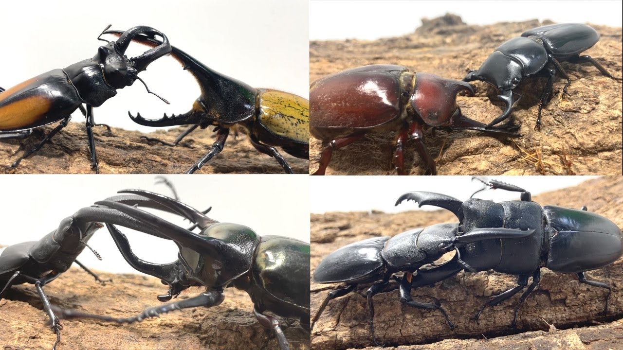 カブトムシクワガタバトル 新春虫祭り ミドル級タイトルマッチ パラワンヒラタ ハンマウン vs ウンナンヒラタ 雲裂 ヘラクレスオオカブト コーカサスオオカブト 日本のカブトムシ ほか