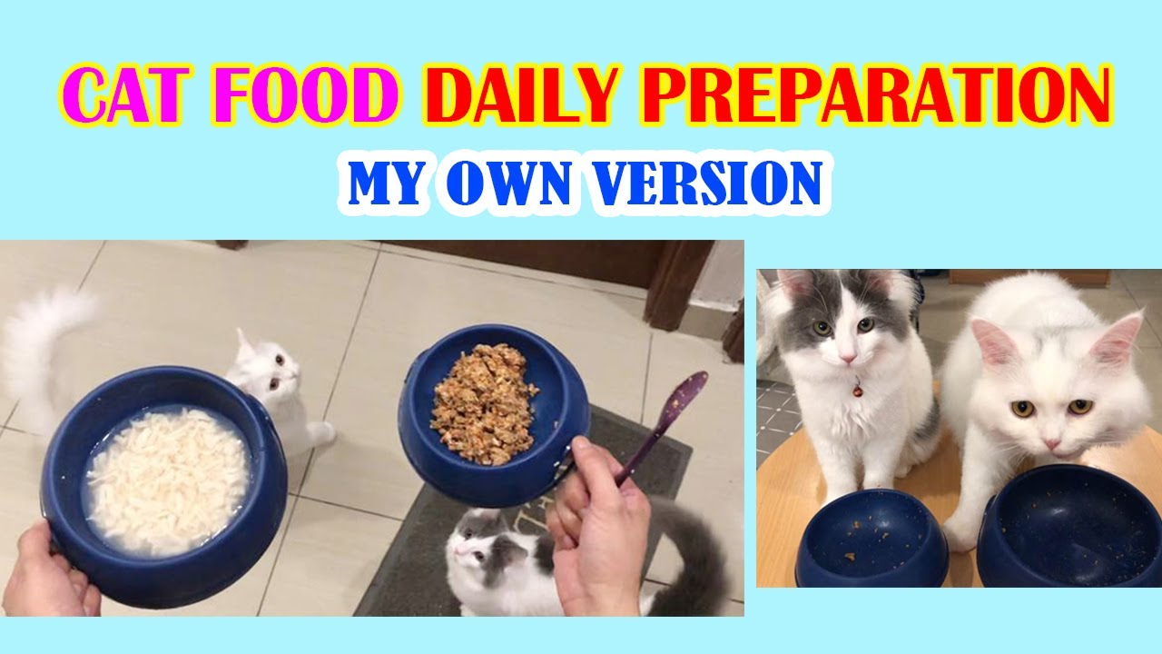 CAT FOOD II DAILY PREPARATION II MY OWN VERSION YouTube