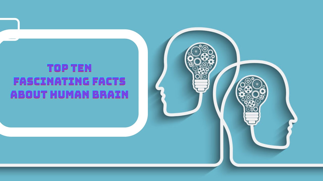 Top ten Fascinating Facts About the Human Brain You May Not Know # ...