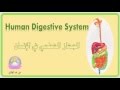 digestive system درس الجهاز الهضمي