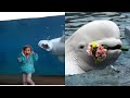 Adorable and cute beluga whales funny scares children!!!  Funny Kids at the Aquarium