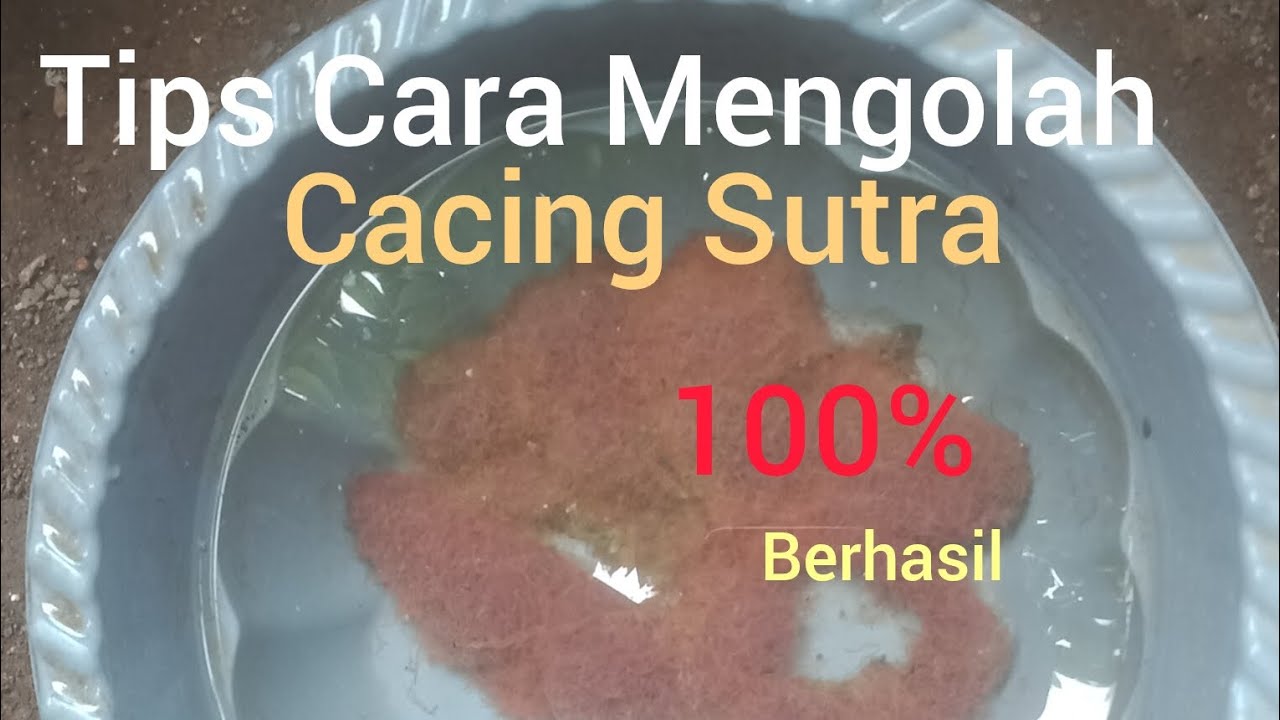 Tutorial Cara Mudah Mengolah Cacing Sutra YouTube