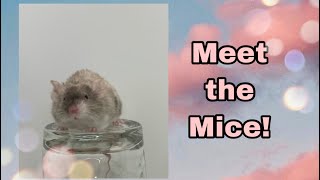 Meet My SEVEN Female Fancy Mice! | NAME REVEAL |