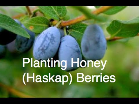 honey haskap berries alberta berry fruit garden plants taste planting urban choose board