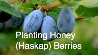 Planting Honey (Haskap) Berries in the Alberta Urban Garden