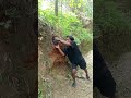wow found a pretty big animal #shortvideo #fyp #amazing