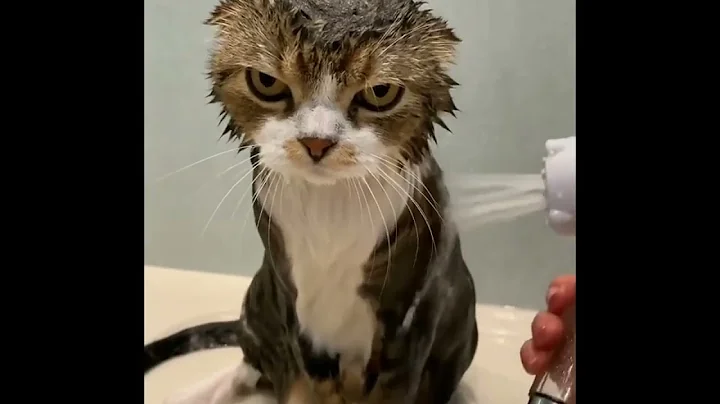 Video 3380631: amazing feline, perfect cat, compilation funny, cute cat