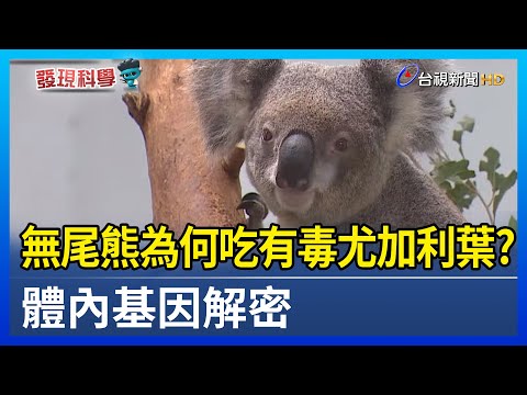 無尾熊為何吃有毒尤加利葉？體內基因解密【發現科學】