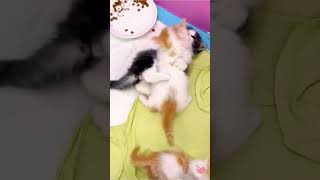 Cute Kittens❤️【64】#Shorts #Cutecat520 #Cat #Kittens #Pets