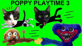 SI POPPY PLAYTIME CHAPTER 3 FUERA EN LA VIDA REAL pero vs gatos graciosos / Funny cats & dogs