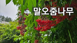빨간 구슬 같은 열매를 송이송이 매달고 있는 #말오줌나무  / 뼈를 붙이는데 효능이 좋다는  #접골목  #말오줌때