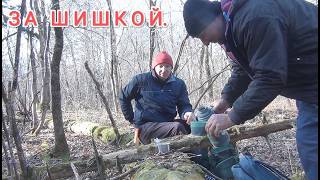 картинка: Сбор кедрового ореха в уссурийской тайге. Тайга Приморского края. Сбор шишек. Жизнь в приморье.