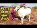 चैम्पियन खिल्लार नस्ल महाराष्ट्र की शान|Khillar Cow Breed Farm In Maharashtra India