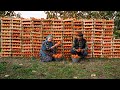 Final Persimmon Harvest of the Year: Syrup-Making for Winter Survival