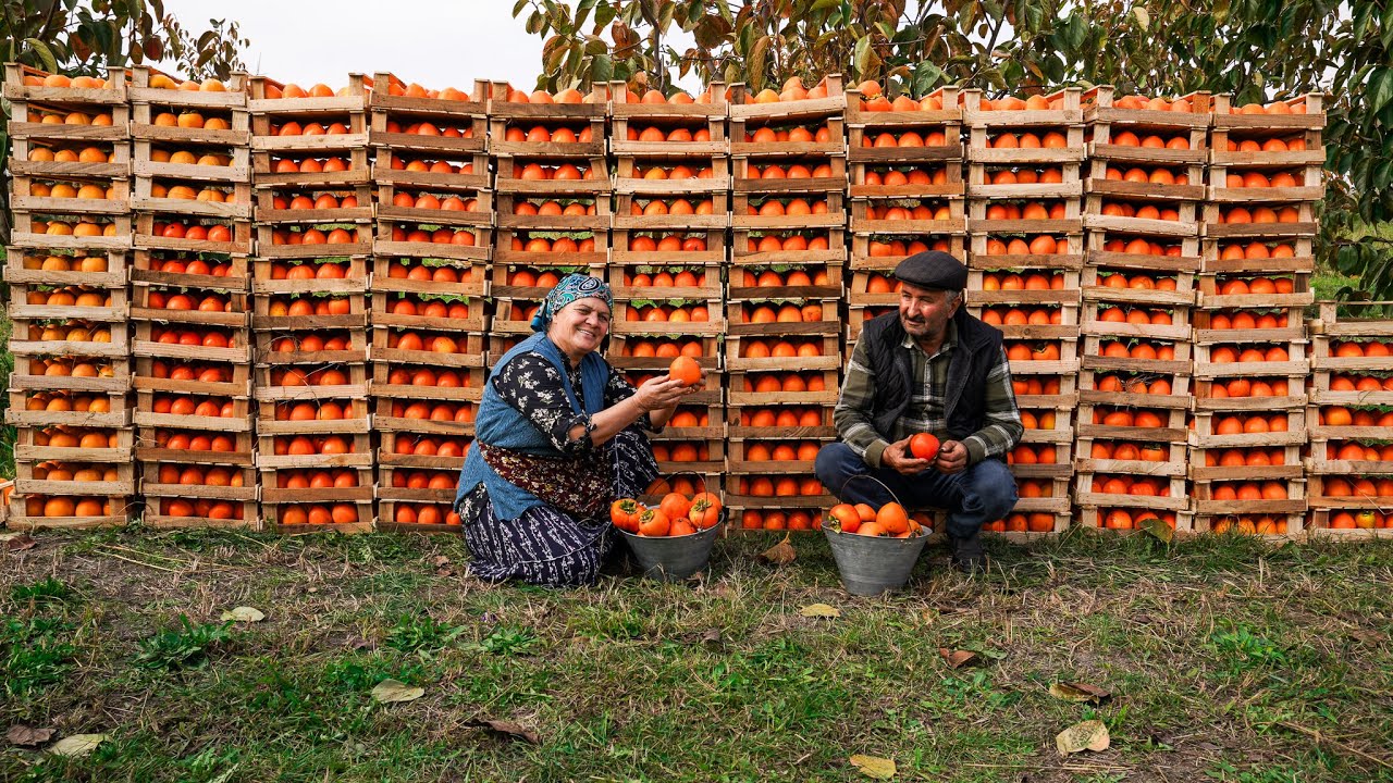⁣Final Persimmon Harvest of the Year: Syrup-Making for Winter Survival