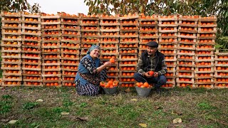 Final Persimmon Harvest of the Year: Syrup-Making for Winter Survival