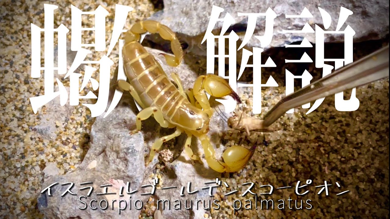 ペットのサソリが虫を喰らう様子〜サソリについて解説〜 - YouTube