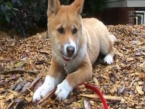 Meet Blue An Australian Alpine Dingo Youtube