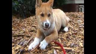 Meet 'Blue' An Australian Alpine Dingo