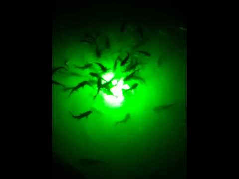 deep glow fish light youtube