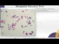 ImageJ: Multipoint Selection tool
