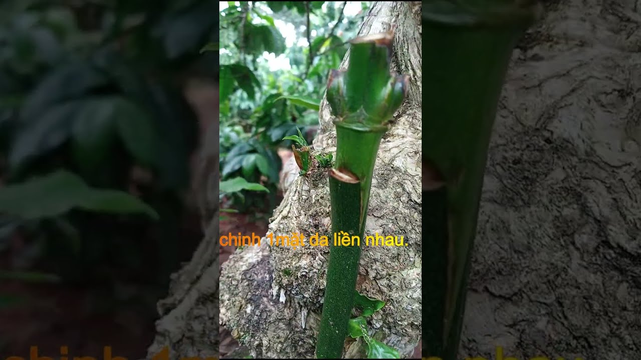 chia sẻ cách ghép cà-phê...