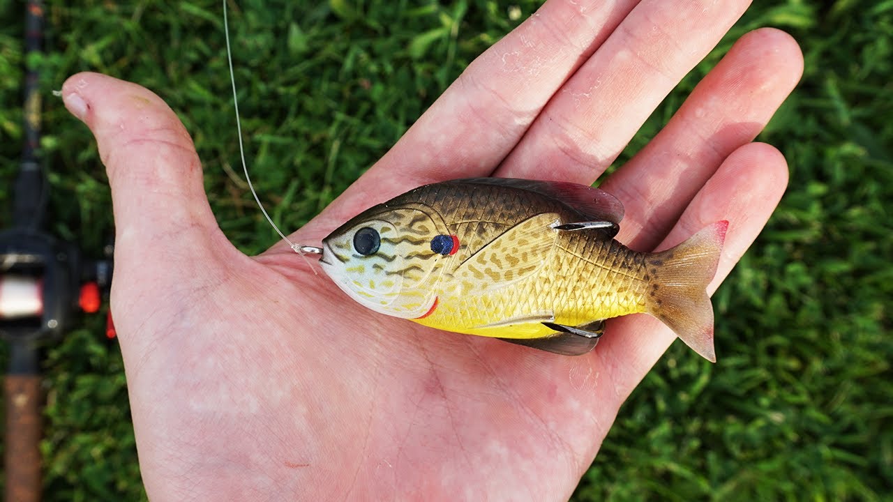 LIVETARGET SUNFISH Does it Actually Catch Bass? [Fishing Review] YouTube