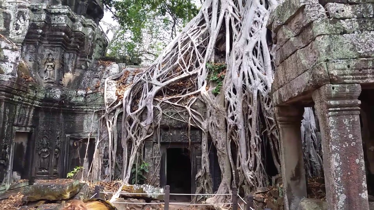 camera iphone 8 plus apk Famous Tree Growing Out of the Tomb Raider, Ta Prohm Temple, Siem Reap, Cambodia