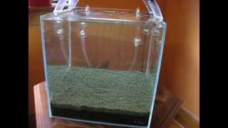New StarFire tank with ADA Amazonia soil. Day 1