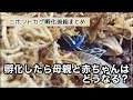 ニホントカゲ孵化後 総まとめ 我が家は少し同居させました 39 Plestiodon Japonicus Baby ニホントカゲ孵化後 総まとめ 我が家は少し同居させました 39 Plestiodon Japonicus Baby