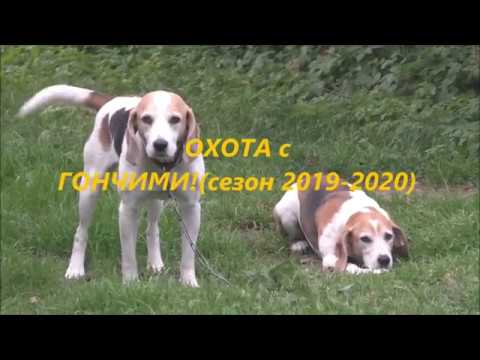 охота русской гончей видео 2020