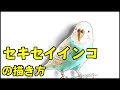 [無料ダウンロード！ √] セキセイインコ イラスト かわいい 119922-セキセイインコ イラスト 可愛い