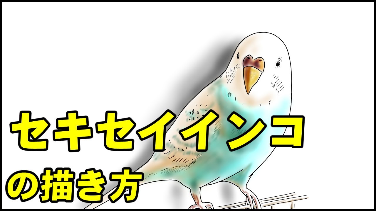 動物の描き方 セキセイインコの絵の書き方 初心者でも簡単なイラストのコツ Youtube