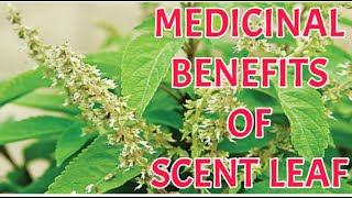 What you don't know about Scent leaf- Check it out