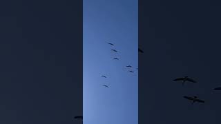 Flock of geese...