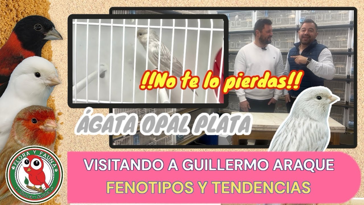 Ágata Opal Plata con Guillermo Araque