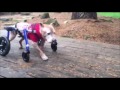 Best of Walkin' Pets Compilation Video