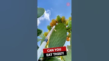 Is It Safe to Eat Cactus? (Shocking Truth Revealed!)