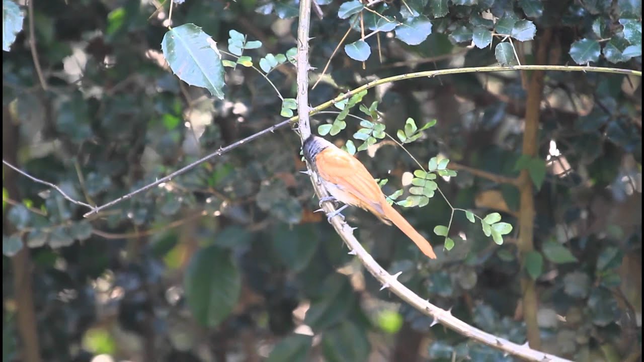 ikarabi 野鳥動画 カワリサンコウチョウ asian paradise flycatcher 2 