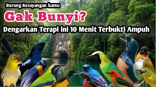 Terapi Suara Alam Hutan Untuk Burung Gacor  Cocok Untuk Semua Jenis Burung Kicau