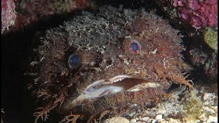 Toadfish Mating Call