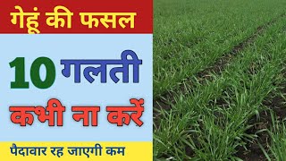 गेहूं की फसल में यह गलतियां कभी ना करें | wheat croaps | ganhu ki khati